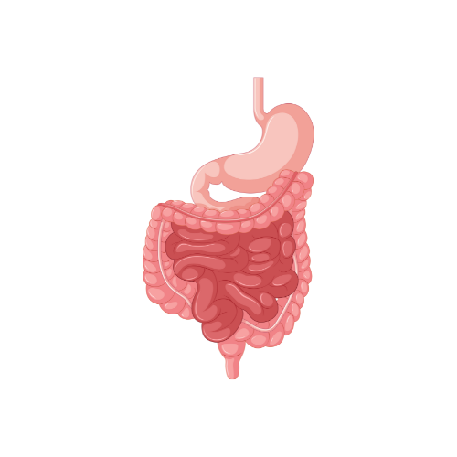 جراحة جهاز هضمي بالغين